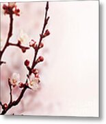 Blossom Flower Metal Print