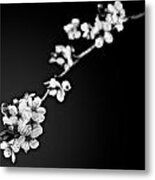 Blossoms In Black And White Metal Print