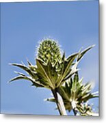 Blue And Green  Green Plant In Front Of A Blue Sky Metal Print