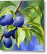 Blue And Purple Damson Plums On A Branch Metal Print