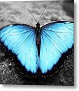 Blue Angel Butterfly 2 Metal Print