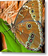 Blue-banded Morpho Butterrfly Metal Print