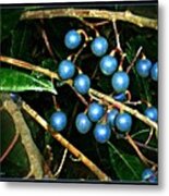 Blue Bush Berries Metal Print