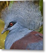 Blue-crowned Pigeon Metal Print