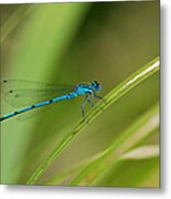 Blue Damselfly Metal Print