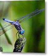 Blue Dragonfly Metal Print