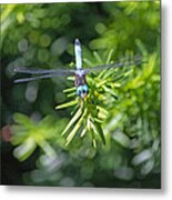 Blue Dragonfly Metal Print