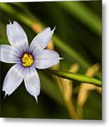 Blue Eyed Grass Metal Print