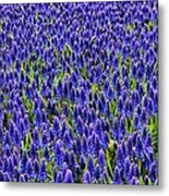 Blue Fields Metal Print