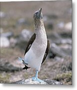 Blue-footed Booby In Courtship Dance Metal Print