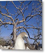 Blue-footed Booby With Chick Galapagos Metal Print