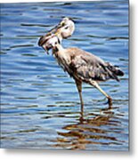 Blue Heron And Fish Metal Print