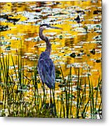 Blue Heron In A Golden Pond Metal Print