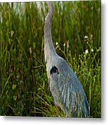 Blue Heron Metal Print