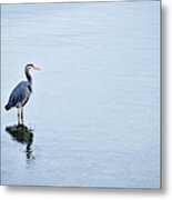 Blue Heron Metal Print