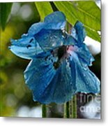 Blue Himalayan Poppy Metal Print