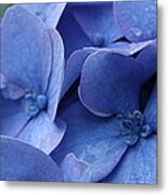 Blue Hydrangea Metal Print