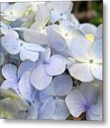 Blue Hydrangea Flowers Metal Print