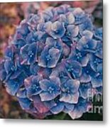 Blue Hydrangea Metal Print