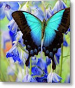 Blue Iridescence Swallowtail Butterfly Metal Print