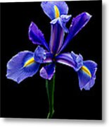 Blue Iris Beauty Metal Print