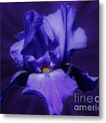 Blue Iris Flower Metal Print