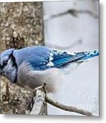 Blue Jay In Action Metal Print