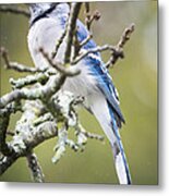 Blue Jay In The Rain Metal Print