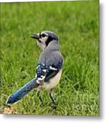 Blue Jay Metal Print