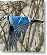 Blue Jay Metal Print