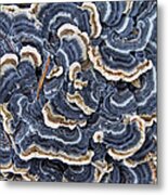 Blue Lichens Metal Print