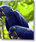 Blue Macaws Metal Print