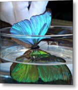 Blue Morpho Butterfly Iridescence Metal Print