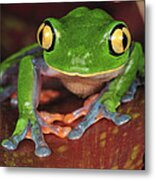 Blue-sided Leaf Frog Costa Rica Metal Print