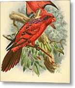 Blue Streaked Lory Metal Print