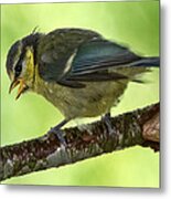 Blue Tit Fledgling First Day Out Metal Print