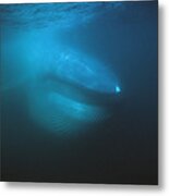 Blue Whale Filter Feeding Sea Of Cortez Metal Print