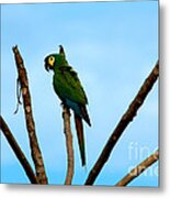 Blue-winged Macaw, Brazil Metal Print