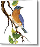 Bluebird In Ginkgo Tree Metal Print