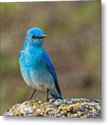 Bluebird In Yellowstone Spring Metal Print