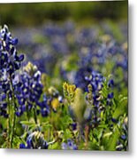 Bluebonnets In Spring Metal Print