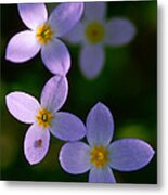 Bluets With Aphid Metal Print