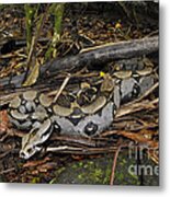 Boa Constrictor Metal Print