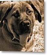 Boerboel-sepia Metal Print