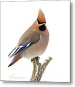 Bohemian Waxwing Metal Print