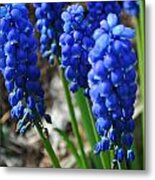 Bonny Blue Metal Print