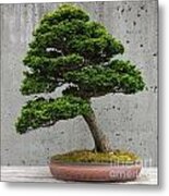 Bonsai Ii Metal Print