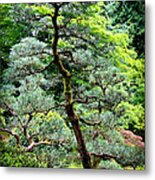Bonsai Tree Metal Print