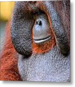 Bornean Orangutan Vi Metal Print