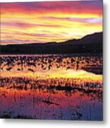 Bosque Del Apache Metal Print